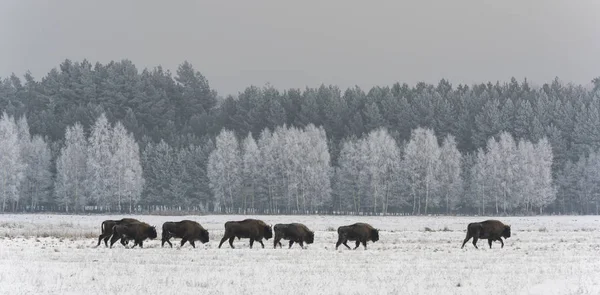 Sürüsü Milli Parkı Bialowieza Avrupa bizonlar Kışın açık karlı alan ağaç arka planda, Polonya ile.