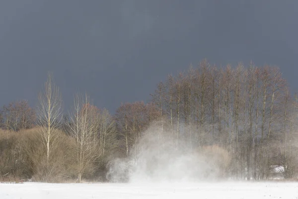 在波兰国家公园 Bialowieza 冬季有黑雪云和暴风雪的桦树 — 图库照片