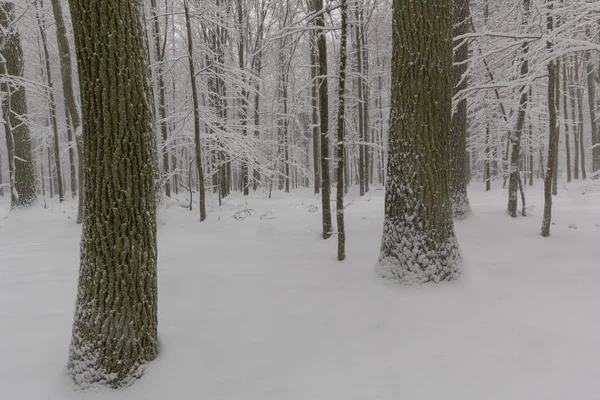 Pohon Dengan Salju Musim Dingin Taman Nasional Bialowieza Polandia — Stok Foto