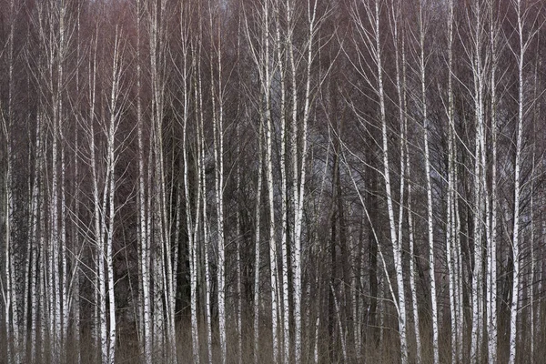 波兰国家公园比亚洛维埃萨冬季带着黑雪云的桦树 — 图库照片