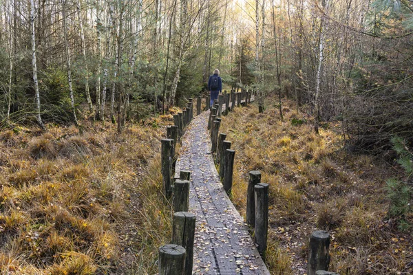 Dwingelderveld Pays Bas Novembre 2018 Petit Sentier Avec Randonneur Automne — Photo