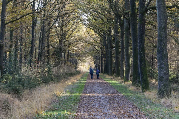 Dwingelderveld Países Bajos Noviembre 2018 Ruta Senderismo Con Dos Excursionistas — Foto de Stock