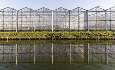 Maasdijk 'teki Çiçek Serası