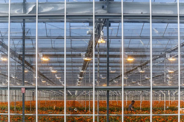 Man in Flower Greenhouse Maasdijk — ストック写真