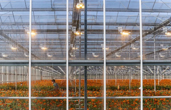 Flower Greenhouse Maasdijk — Stockfoto