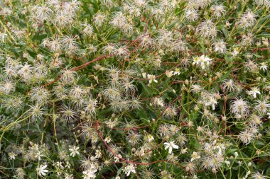 Beyaz Clematis vitalba çiçekli ve kırmızı saplı..