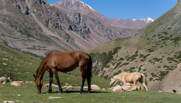 Caballos Las Grandes Montañas Kirgistán — Foto de Stock