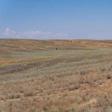 Kazakistan bozkırında yapayalnız bir ağaç yaz günü.