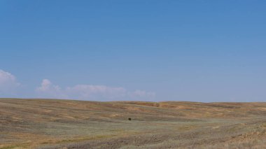 Kazakistan bozkırında yapayalnız bir ağaç yaz günü.