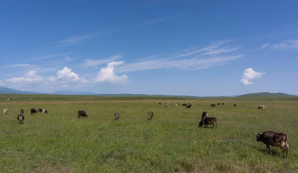 吉尔吉斯斯坦的奶牛夏天在大草坪上吃草 — 图库照片