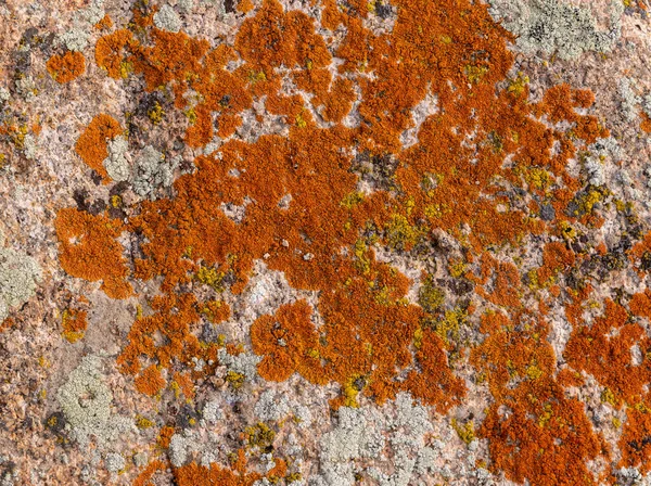 Orange Vert Lichen Gris Sur Une Roche Sèche — Photo