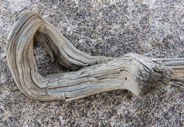 Old Dead Small Tree Trunk Curves Wood — Stock Photo, Image