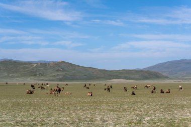 Moğolistan 'ın Steppe' i bir yaz gününde dağlar ve deve sürüsüyle.