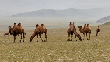 Kara bulutlu Moğolistan Steppe 'i, asfaltsız yollar ve bir deve sürüsü..