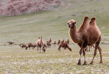 Kara bulutlu Moğolistan Steppe 'i, asfaltsız yollar ve bir deve sürüsü..