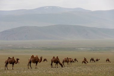 Kara bulutlu Moğolistan Steppe 'i, asfaltsız yollar ve bir deve sürüsü..