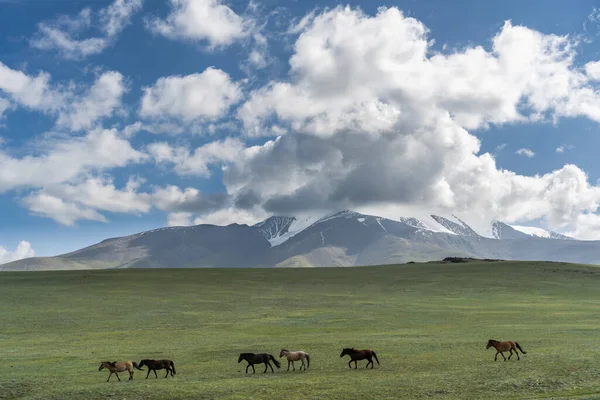 Steppe Mongólia Egy Nyári Napon Hegyek Lovak Futnak Dombon — Stock Fotó