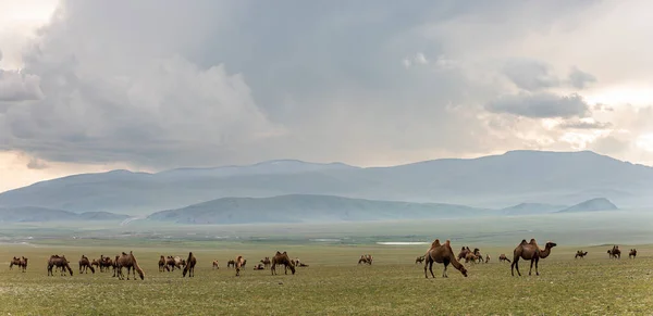 蒙古的草原 乌云密布 道路未铺 骆驼成群 — 图库照片