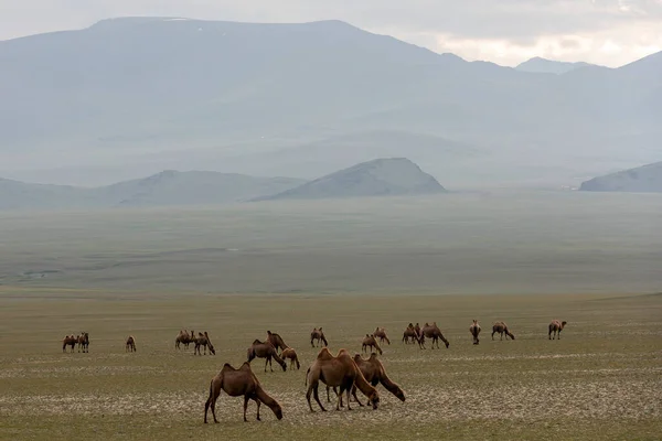 Steppe Mongólia Sötét Felhőkkel Kövezetlen Utakkal Egy Teve Csordával — Stock Fotó