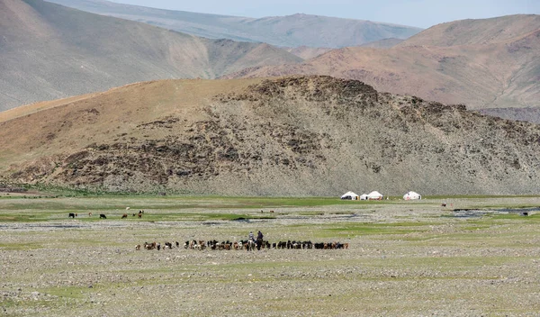 Tolbo Mongolia August 2019 Turmă Capre Doi Bărbați Călare Câteva — Fotografie, imagine de stoc