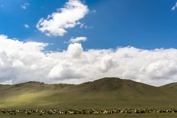 Αγέλη Προβάτων Στη Στέπα Της Μογγολίας — Φωτογραφία Αρχείου