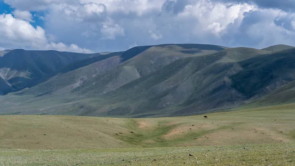 Bayan Olgi Mongolie Août 2019 Cavalier Solitaire Dans Steppe Mongolie — Photo