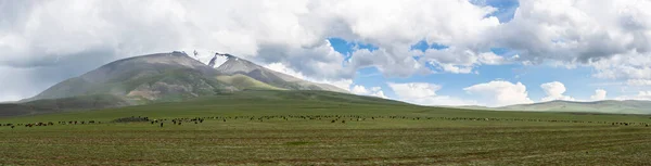 Panorama Grande Rebanho Ovelhas Cabras Nas Colinas Estepes Mongólia — Fotografia de Stock