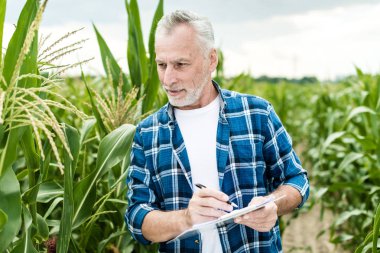 Çiftçi teftiş yapan Mısır alan yaz güneşli gün