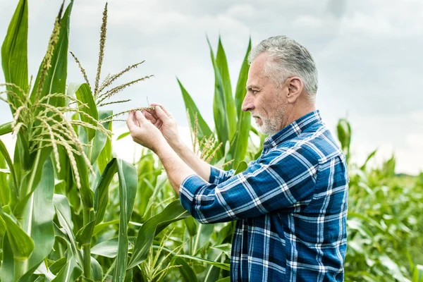 Farmer inspecting corn field summer sunny day