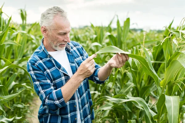 Agricultor Inspecionando Campo Milho Verão Dia Ensolarado — Fotografia de Stock