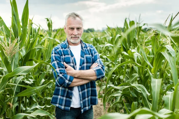 Farmer Inspecting Corn Field Summer Sunny Day — Stock Photo, Image