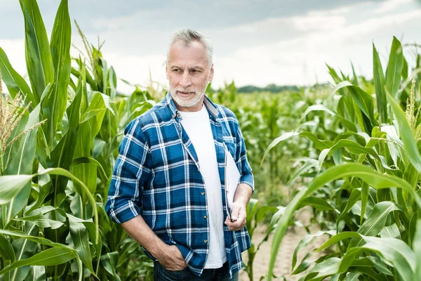 Senior Farmer Standing Corn Field — Stock Photo, Image