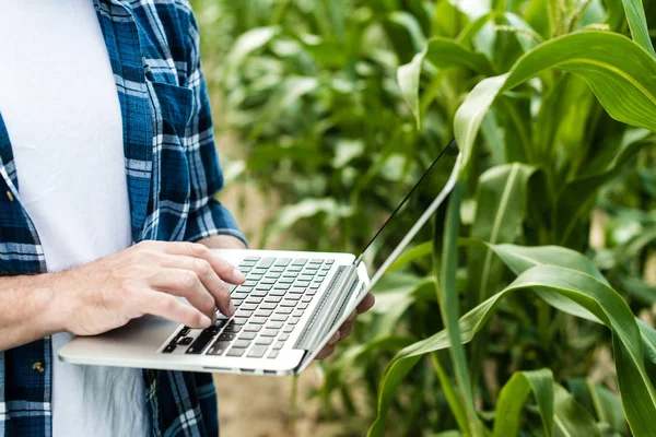 Farmář Kontrolní Kukuřičné Pole Letní Slunečný Den — Stock fotografie