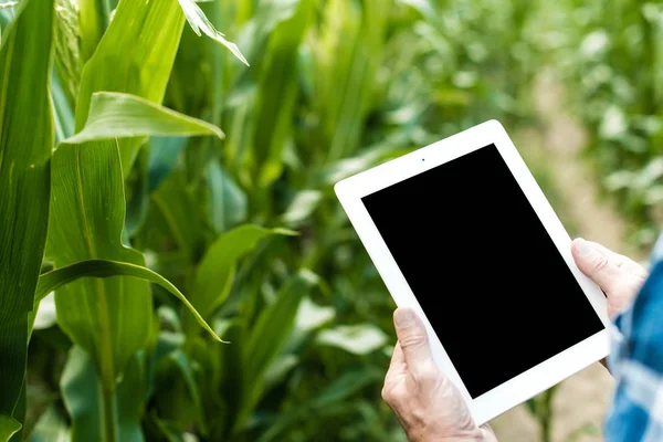 Farmer Mező Találat Tabletta Közelkép Fotó — Stock Fotó