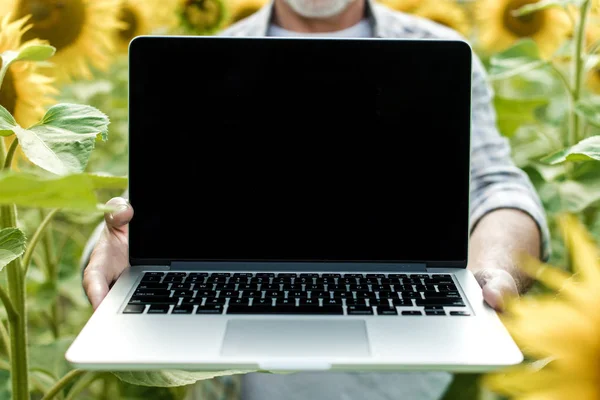 Ayçiçeği Alan Üstünde Laptop Ile Olgun Adam — Stok fotoğraf