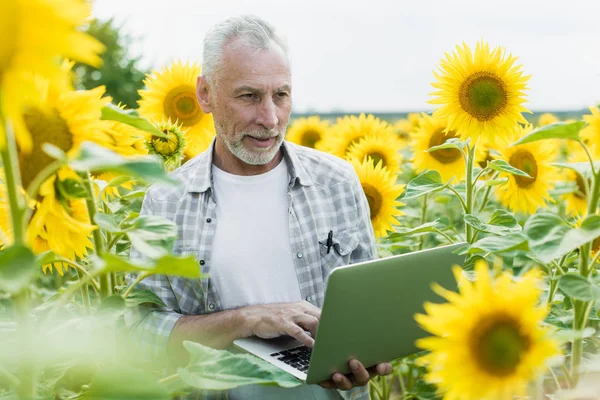 Ayçiçeği Alan Üstünde Laptop Ile Olgun Adam — Stok fotoğraf