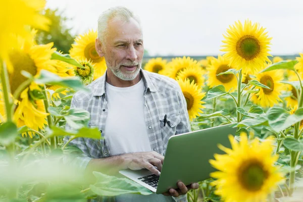 mature man with laptop on sunflower field