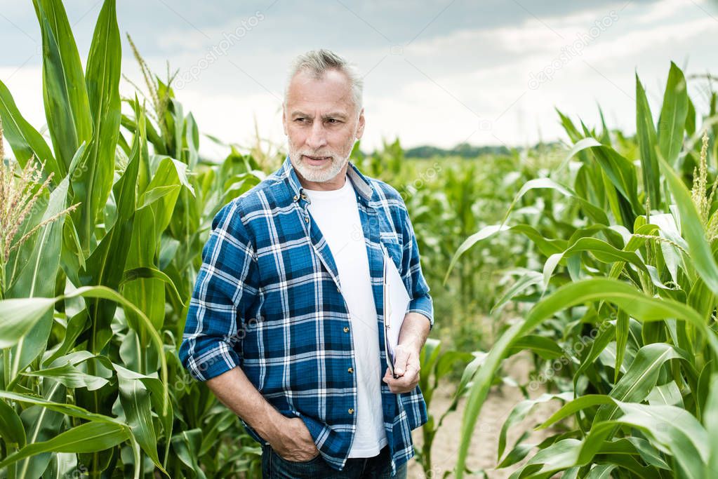 Senior farmer standing in a corn field