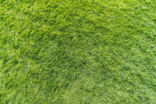 Green grass background texture. Green lawn texture background. Top view.