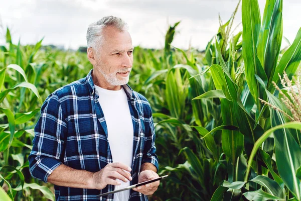 Egy magas rangú agronómus ellenőrző kukoricamező arcképe — Stock Fotó