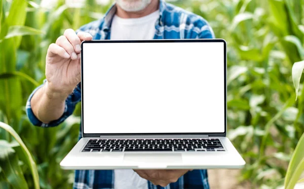 노트북을 들고 필드에 서 중년 농부. 화이트 스크럭스 — 스톡 사진