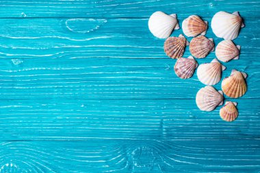 Mavi ahşap zemin üzerinde deniz kabukları