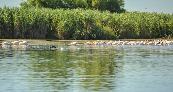 Group of pelicans taking flight.Wild flock of common great pelicans taking flight ( Pelecanus onocrotalus ) Pelican colony in Danube Delta Romania