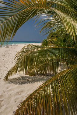 Avuç içi ile Maldivler Maldives.Tropical cennette tropikal plaj, kum ve mavi gökyüzü
