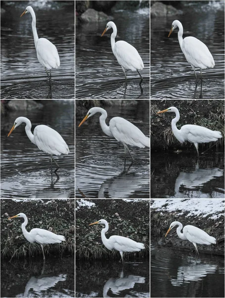 풍경에 Egrets 부불쿠스 이비스는 낚시에 서있다 — 스톡 사진