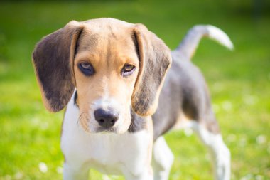 bir beagle köpek yavrusu portresi