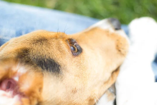Cachorro cão beagle — Fotografia de Stock