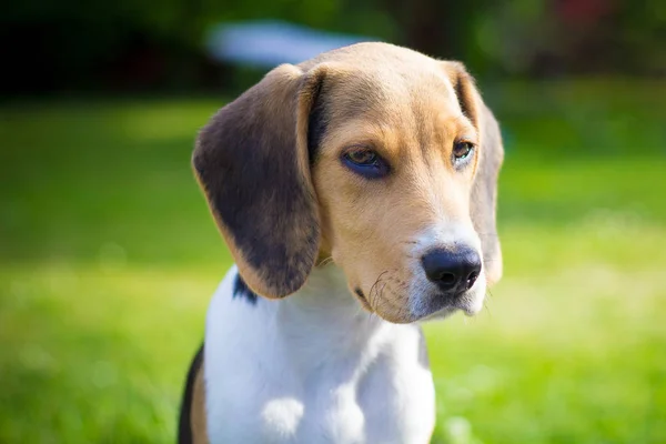 Kölyök Beagle kutya portré — Stock Fotó