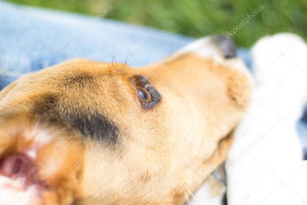 puppy beagle dog