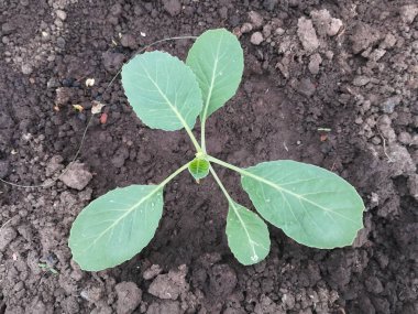 Küçük lahana filizleri.